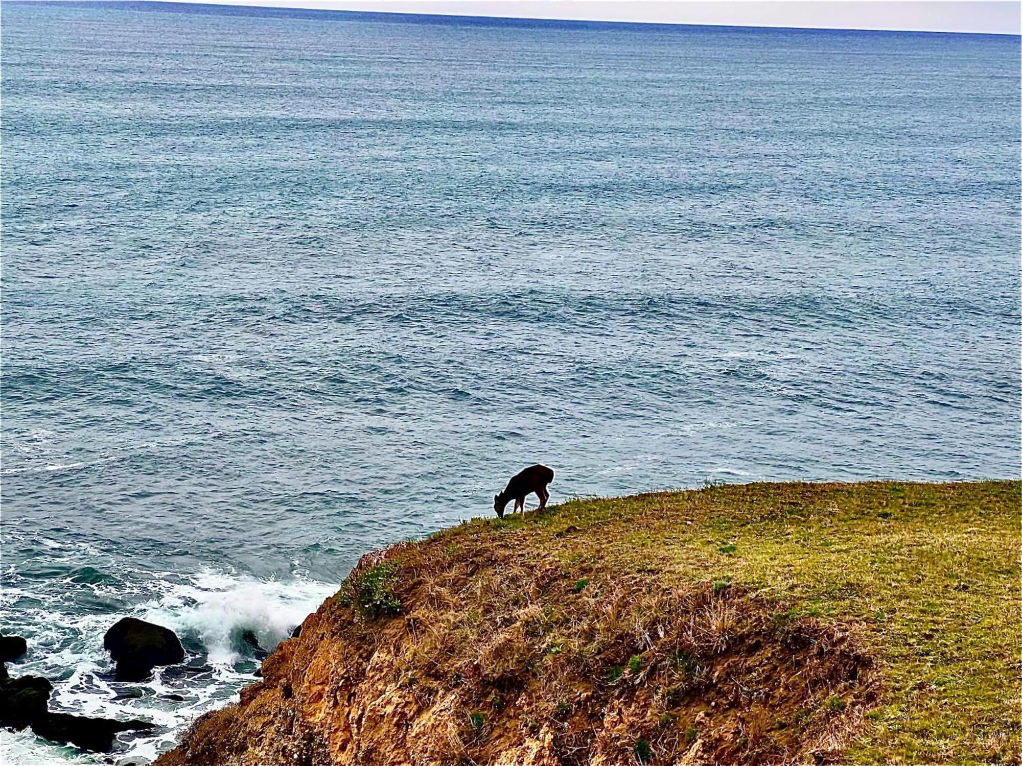 Inn Of The Lost Coast Shelter Cove Dış mekan fotoğraf